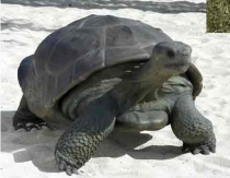 Galapogos Turtle #7211
