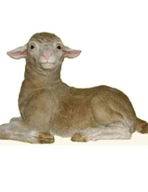 Merino Lamb # 7087