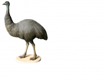 Large Emu