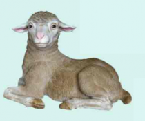 Lamb #7087