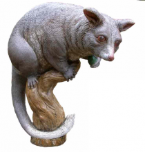 Ringtail Possum 